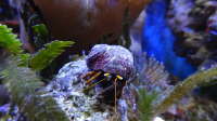 Der Artikel Einsiedlerkrebse im Aquarium - Haltung, Arten, Pflege und Bedeutung für Meerwasseraquarien ist neu oder wurde geändert.