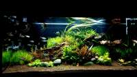 Der Artikel Aquarium Deko aus der Natur - Natürliche Gestaltung für ein authentisches Unterwasserbiotop ist neu oder wurde geändert.