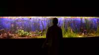 Der Artikel Das sind die 10 häufigsten Fehler bei der Vergesellschaftung von Aquarienfischen ist neu oder wurde geändert.