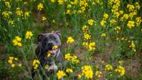 Der Artikel Giftige Gartenpflanzen für Hunde: Risiken erkennen und den Garten sicher gestalten ist neu oder wurde geändert.