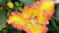 Der Blog Papageientulpe (Tulipa ´Caribbean Parrot´) ist neu oder wurde geändert.