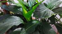 Der Blog Einblatt (Spathiphyllum) ist neu oder wurde geändert.