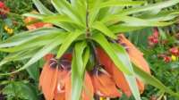 Der Blog Kaiserkrone (Fritillaria imperialis) ist neu oder wurde geändert.