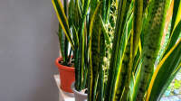 Der Blog Bogenhanf (Sansevieria) ist neu oder wurde geändert.