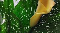 Der Blog Gefleckte Calla (Zantedeschia albomaculata) ist neu oder wurde geändert.