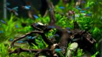 Der Artikel Von Aquarium bis Teich: Was zeichnet eine artgerechte Tierhaltung aus? ist neu oder wurde geändert.