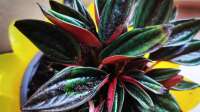 Der Blog Zwergpfeffer, Zierpfeffer (Peperomia caperata ´Rosso´) ist neu oder wurde geändert.