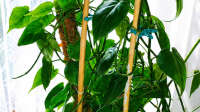 Der Blog Kletternder Philodendron (Philodendron scandens) ist neu oder wurde geändert.