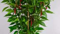 Der Blog Chili Fiesta ´Pick & Joy´ (Capsicum annuum) ist neu oder wurde geändert.