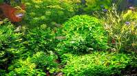 odin 68 hat eine Antwort zu einen Kommentar beim Aquarium mein kleines Amazonas Scape geschrieben.