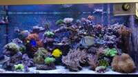 Tom gefällt das Einrichtungsbeispiel Meerwasseraquarium.