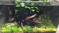 Oliver M. gefällt das Einrichtungsbeispiel Ein mini Paludarium.