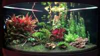 Oliver M. gefällt das Einrichtungsbeispiel Bepflantztes Eckaquarium.
