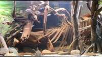 Agua viva hat das Aquarium Amazonas - Wasserwelt geändert.