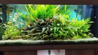 Thomas Kreuter hat das Aquarium Gesellschaftsbecken Süd Ost Asien geändert.