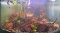 Zazathustra hat das Aquarium Goldenes Dreieck geändert.