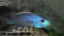Nimbochromis fuscotaeniatus