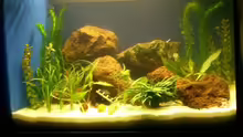 ...noch ein Bild von meinem neu eingerichteten Aquarium