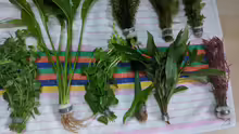 Eleocharis vivipara
