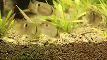 ...selten gewordene Besucher in unseren Aquarien - Maronibuntbarsche