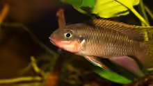 .. unser Männchen -- Pelvicachromis taeniatus ´nigeria red´