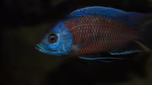 ><(((°>  Copadichromis borleyi Kadango F1 Bock