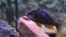 ><(((°> Copadichromis borleyi Kadango F1 Weibchen ( Nach dem 3 Wurf in den Wechseljahren)