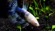  Betta splendens - Männliches Tier ( Verstorben)