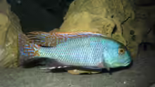 Buccochromis-Arten