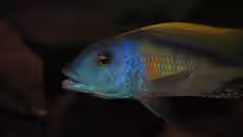 ><(((°> Buccochromis rhoadesii F1 Bock