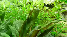Cryptocoryne Wendtii Tropica und INDISCHER WASSERFREUND HYGROPHILA POLYSPERMA