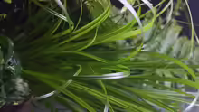 Cyperus helferi