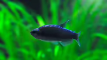  Inpaichthys kerri sp blau