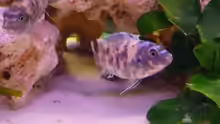  Labeotropheus fuelleborni-marmelade *Männchen*