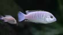  Labidochromis caeruleus white