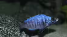  Placidochromis phenochilus ´mdoka´