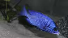  Placidochromis phenochilus ´mdoka´