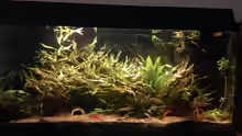 01.01.2016 - Aquarium Hauptansicht von Apistogramma - Pflanzenbecken
