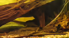 Baryancistrus demantoides