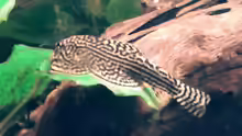 Sewellia lineolata
