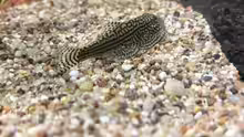 Sewellia lineolata