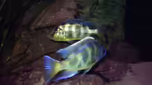 1,1 Nimbochromis venustus