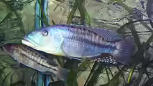 1,1 Tyrannochromis maculiceps