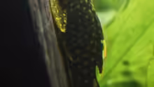 Ancistrus sp. "Gold"