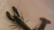 Cherax sp. "Orange Tip"
