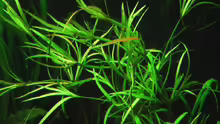 13.02.2011 Juncus repens