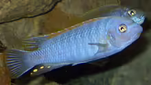 13.2.2010  Labeotropheus trewavasae , Chef
