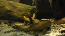 Baryancistrus demantoides