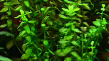 Bacopa carolineana