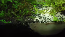 Caridina cf. babaulti